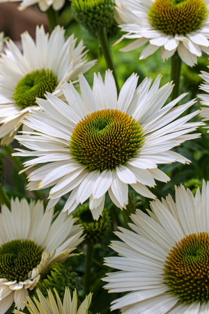 Jeżówka 'Pow Wow White' (Echinacea purpurea) pojemnik P9 (doniczka 9x9x10cm), białe / w odcieniu białym