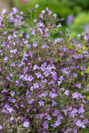 Kalaminta mniejsza 'Marvalette Blue' (Calamintha nepeta) pojemnik P13 (doniczka 13x13x13 cm), fioletowe / w odcieniu fioletowym