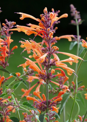 Kłosowiec 'Kudos Coral' (Agastache) pojemnik C2 (doniczka okrągła 2 litry), koralowe