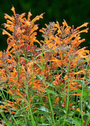 Kłosowiec 'Kudos Mandarin' (Agastache) pojemnik C2 (doniczka okrągła 2 litry), pomarańczowe / w odcieniu pomarańczowym