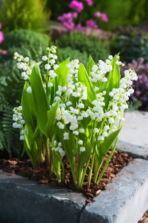 Konwalia majowa 'Bridal Choice' (Convallaria majalis) pojemnik P11 (doniczka 11X11X12cm); 1 szt., białe / w odcieniu białym