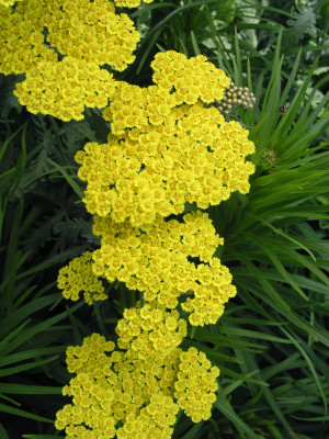 Krwawnik 'Little Moonshine' (Achillea millefolium) pojemnik P11 (doniczka 11x11x12), żółte / w odcieniu żółtym