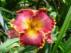Liliowiec 'Color Symphony' (Hemerocallis hybrida) sadzonka korzeniowa, czerwone / w odcieniu czerwonym, kwiaty dwubarwne