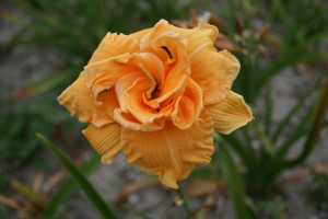 Liliowiec 'Country Pride' (Hemerocallis hybrida) sadzonka korzeniowa, pomarańczowe / w odcieniu pomarańczowym