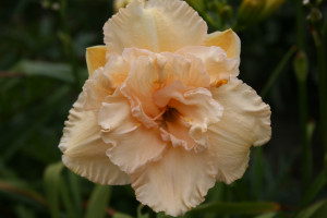 Liliowiec 'Land of Cotton' (Hemerocallis hybrida) sadzonka korzeniowa, żółte / w odcieniu żółtym