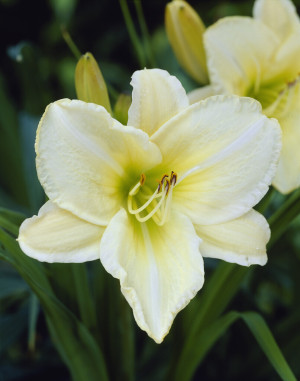 Liliowiec 'Nanuq' (Hemerocallis hybrida) sadzonka korzeniowa, białe / w odcieniu białym