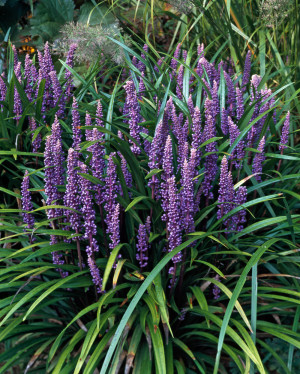 Liriope szafirkowata 'Big Blue' (Liriope muscari) pojemnik P9 (doniczka 9x9x10cm), fioletowe / w odcieniu fioletowym