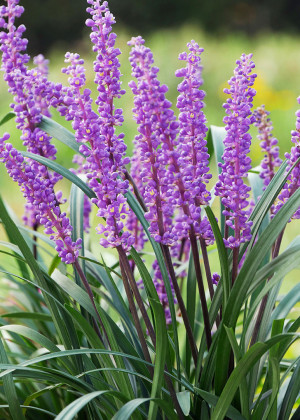 Liriope szafirkowata 'Moneymaker' (Liriope muscari) pojemnik P9 (doniczka 9x9x10cm), fioletowe / w odcieniu fioletowym