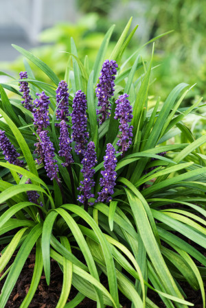 Liriope szafirkowata 'Royal Purple' (Liriope muscari) pojemnik P9 (doniczka 9x9x10cm), fioletowe / w odcieniu fioletowym