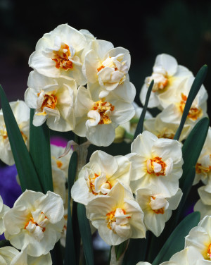 Narcyz pełny 'Abba' (Narcissus) pojemnik P11 (doniczka 11X11X12cm); 1 szt., białe / w odcieniu białym