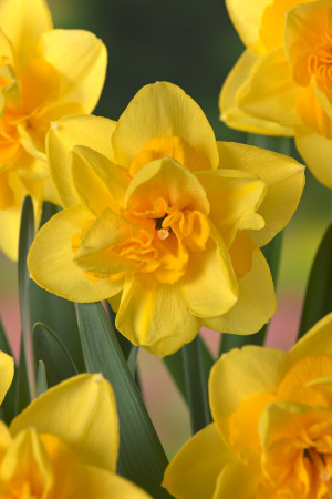 Narcyz pełny 'Yellow Dream' (Narcissus) pojemnik P11 (doniczka 11X11X12cm); 1 szt., żółte / w odcieniu żółtym