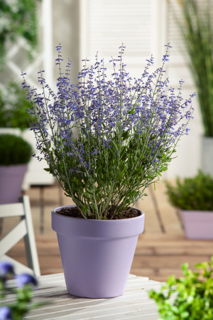 Perowskia 'Little Spire' (Perovskia 'Little Spire') pojemnik C2 (doniczka okrągła 2 litrowa), niebieskie / w odcieniu niebieskim, fioletowe / w odcien