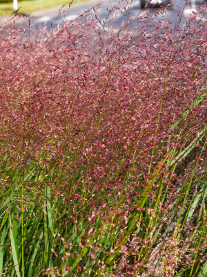 Proso rózgowate 'Rehbraun' (Panicum) pojemnik C2 (doniczka okrągła 2 litrowa),