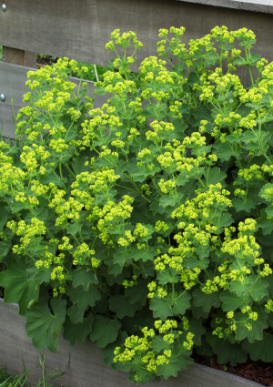 Przywrotnik miękki 'Robustica' (Alchemilla molis) pojemnik P13 (doniczka 13x13x13cm), zielone / w odcieniu zielonym, żółte / w odcieniu żółtym