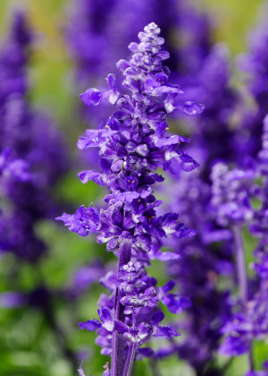 Szałwia omączona 'Farine Blue' (Salvia farinacea) pojemnik C2 (doniczka okrągła 2 litry), niebieskie / w odcieniu niebieskim