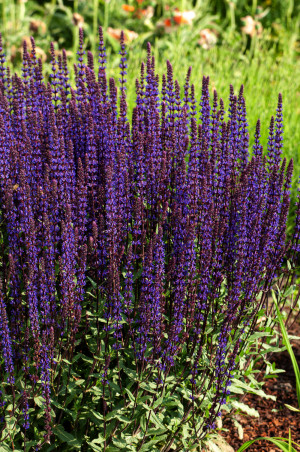 Szałwia omszona 'Caradonna' (Salvia nemorosa) pojemnik C2 (doniczka okrągła 2 litry), fioletowe / w odcieniu fioletowym