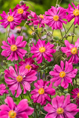 Zawilec japoński 'Prinz Heinrich' (Anemone hupehensis) pojemnik P13 (doniczka 13x13x13 cm), różowe / w odcieniu różowym