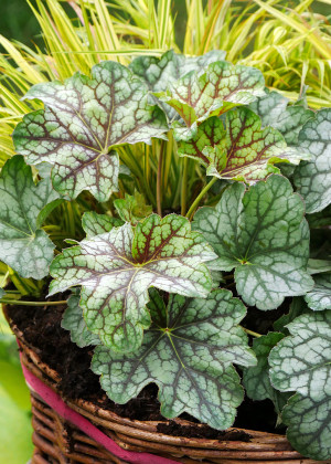 Żurawka 'Green Spice' (Heuchera) pojemnik C2 (doniczka okrągła 2 litry), różowe / w odcieniu różowym