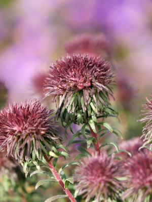 Aster 'Ann Leys' Sympyotrichum hybridum (Symphyotrichum hybr.) sadzonka korzeniowa, 1 szt., zielone / w odcieniu zielonym, fioletowe / w odcieniu fiol