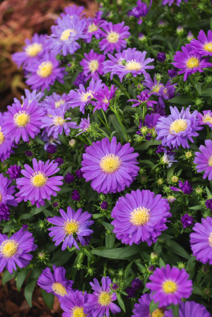 Aster bylinowy 'Blaue Lagune' (Aster dumosus) pojemnik P13 (doniczka 13x13x13 cm), fioletowe / w odcieniu fioletowym