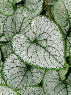 Brunera 'Silver Heart' (Brunnera macrophylla) pojemnik C1 (doniczka okrągła 1 litr), niebieskie / w odcieniu niebieskim