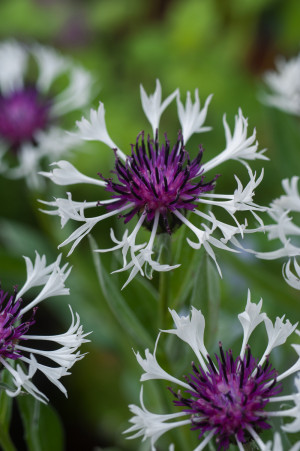 Chaber górski 'Amethyst in Snow' (Centaurea montana) pojemnik P13 (doniczka 13x13x13 cm), białe / w odcieniu białym, fioletowe / w odcieniu fioletowym
