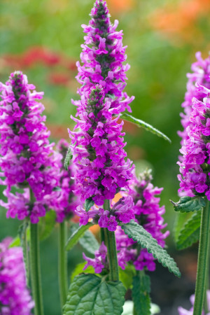 Czyściec 'Summer Romance' (Stachys officinalis) pojemnik P13 (doniczka 13x13x13 cm), różowe / w odcieniu różowym
