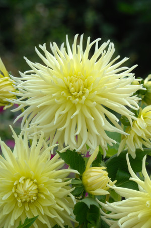 Dalia kaktusowa 'Yellow Star' (Dahlia) karpa, żółte / w odcieniu żółtym