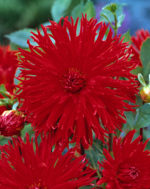 Dalia strzępiasta 'Apache' (Dahlia) karpa, czerwone / w odcieniu czerwonym