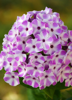 Floks 'Flame Lilac Star' (Phlox paniculata) pojemnik C2 (doniczka okrągła 2 litry), fioletowe / w odcieniu fioletowym, kwiaty dwubarwne