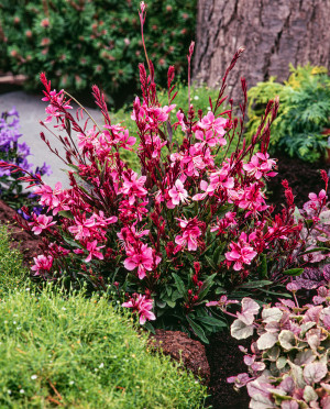 Gaura Lindheimera 'Compact Red' (Gaura lindheimeri) pojemnik C2 (doniczka okrągła 2 litry), różowe / w odcieniu różowym