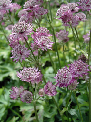 Jarzmianka 'Rosensinfonie' (Astrantia major) pojemnik P13 (doniczka 13x13x13 cm), różowe / w odcieniu różowym