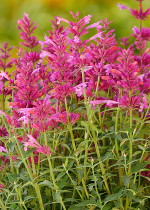 Kłosowiec 'Rosie Posie' (Agastache) pojemnik C2 (doniczka okrągła 2 litry), różowe / w odcieniu różowym