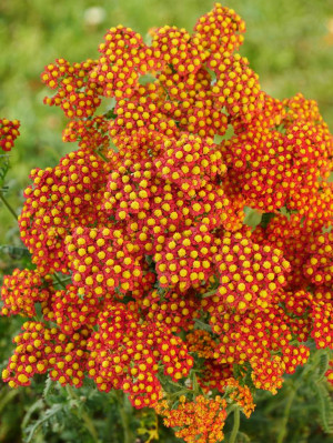 Krwawnik 'Walther Funcke' (Achillea millefolium) sadzonka korzeniowa, 1 szt., czerwone / w odcieniu czerwonym, kwiaty dwubarwne, pomarańczowe / w odci