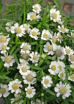 Krwawnik kichawiec 'Nana Compacta' (Achillea ptarmica) pojemnik C2 (doniczka okrągła 2 litry), białe / w odcieniu białym