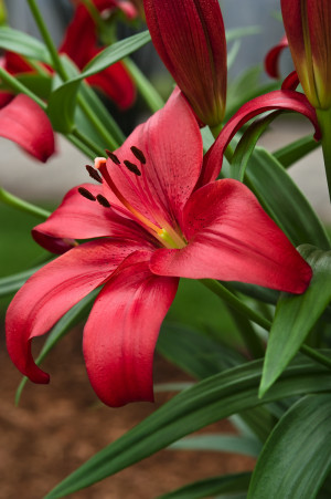 Lilia 'Pokerface' (Lilium LA hybrid) pojemnik P15 (doniczka 15x15x15cm), czerwone / w odcieniu czerwonym