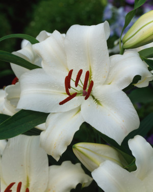 Lilia orientalna 'Doutch Mountains' (Lilium hybr.) pojemnik P15 (doniczka 15x15x15cm), białe / w odcieniu białym