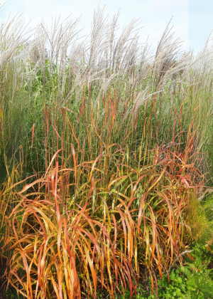 Miskant chiński 'Ghana' (Miscanthus sinensis) pojemnik C2 (doniczka okrągła 2 litry), czerwone / w odcieniu czerwonym, brązowe / w odcieniu brązowym