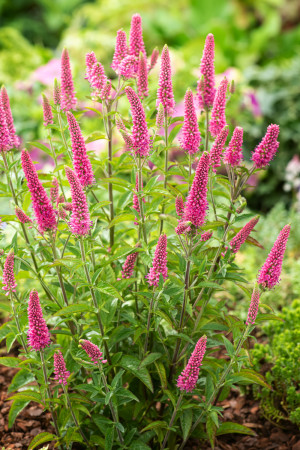 Przetacznik kłosowy 'Ronica Fuchsia' (Veronica) pojemnik C2 (doniczka okrągła 2 litry), różowe / w odcieniu różowym