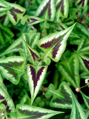 Rdest 'Purple Fantasy' (Persicaria microcephala) sadzonka korzeniowa, 1 szt., białe / w odcieniu białym