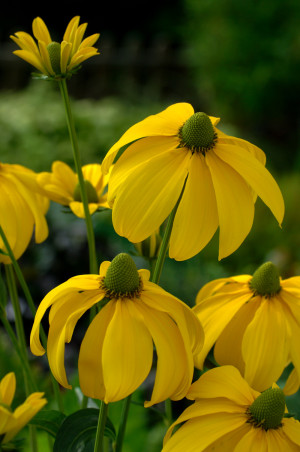 Rudbekia lśniąca 'Herbstsonne' (Rudbeckia nitida) pojemnik P11 (doniczka 11X11X12cm); 1 szt., żółte / w odcieniu żółtym