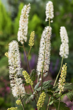 Świecznica japońska 'Silver Blush' (Cimicifuga japonica) sadzonka korzeniowa, 1 szt., białe / w odcieniu białym