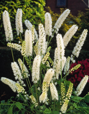Świecznica japońska 'Silver Dance' (Cimicifuga japonica) sadzonka korzeniowa, 1 szt., białe / w odcieniu białym