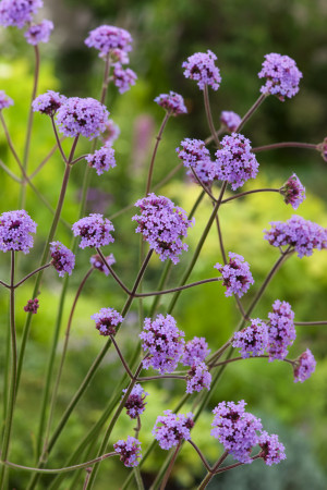 Werbena patagońska 'Bonny Blue' (Verbena bonariensis) pojemnik C2 (doniczka okrągła 2 litrowa), fioletowe / w odcieniu fioletowym