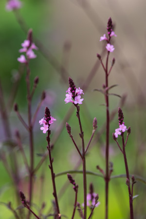 Werbena pospolita 'Bampton' (Verbena officinalis) pojemnik C2 (doniczka okrągła 2 litry), fioletowe / w odcieniu fioletowym