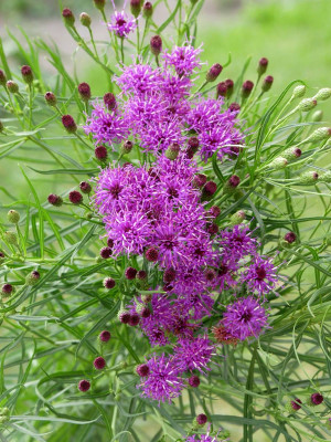 Wernonia 'Summer's Surrender' (Vernonia hybr.) pojemnik C3 (doniczka okrągła 3 litry), fioletowe / w odcieniu fioletowym