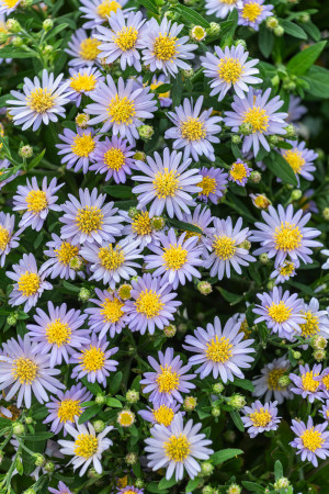 Aster żeniszkowaty 'Stardust' (Aster ageratoides) pojemnik P13 (doniczka 13x13x13 cm), różowe / w odcieniu różowym, kwiaty dwubarwne