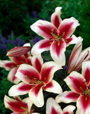 Lilia drzewiasta 'Candy Club' (Lilium OT hybrid) cebulki kwiatowe, rozmiar 22+; 1 szt., różowe / w odcieniu różowym, kwiaty dwubarwne