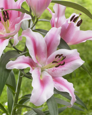 Lilia drzewiasta 'Marriott' (Lilium OT hybrid) cebulki kwiatowe, rozmiar 24/+; 1 szt., różowe / w odcieniu różowym, kwiaty dwubarwne