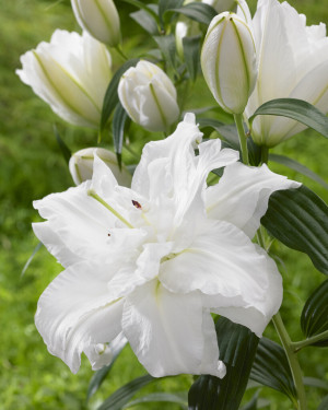Lilia orientalna 'Bowl of Beauty' (Lilium orientalis) cebulki kwiatowe, rozmiar 20/+; 1 szt., białe / w odcieniu białym